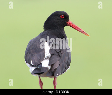 Detailed portrait  of a Common Pied Oystercatcher (Haematopus ostralegus) Stock Photo