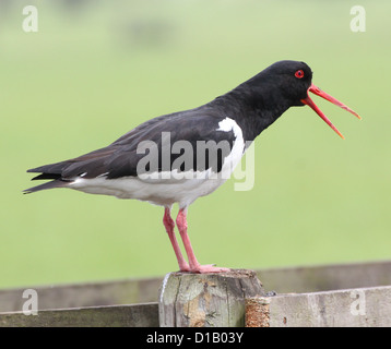 Detailed portrait  of a Common Pied Oystercatcher (Haematopus ostralegus) screeching an alarm call Stock Photo