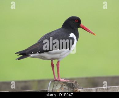 Detailed portrait  of a Common Pied Oystercatcher (Haematopus ostralegus) sitting on a fence Stock Photo