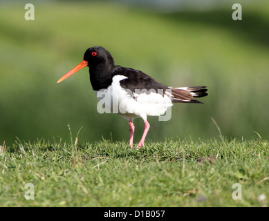 Detailed portrait  of a Common Pied Oystercatcher (Haematopus ostralegus) walking in the grass, seen from a low angle Stock Photo