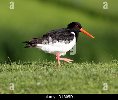 Detailed portrait  of a Common Pied Oystercatcher (Haematopus ostralegus) walking in the grass, seen from a low angle Stock Photo