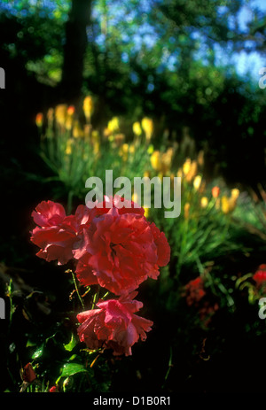 red rose, red roses, rose, roses, tea rose, Rosa x hybrida, Novato Marin County California, United States, North America Stock Photo