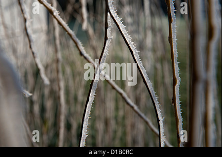Rime Frost on Willow on the Gog Magog Hills, Cambridge, England, UK. 12-12-2012 Stock Photo