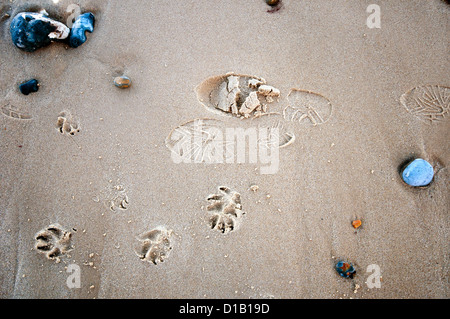 Human boot print and dog paw prints on a sandy beach with flinty rocks. Stock Photo