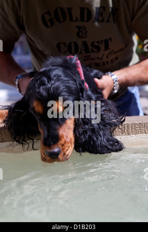 Man helping his dog drinking from a public fountain Stock Photo
