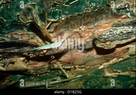 Praying Mantis, (Mantodea), South Africa Stock Photo - Alamy