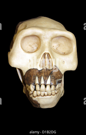 Replica Skull Of Java Man Homo erectus Stock Photo