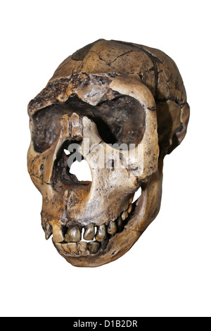 Homo ergaster Skull Nariokotome Boy Stock Photo
