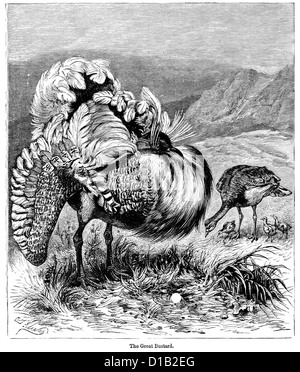 Victorian engraving of a Great Bustard, (Otis tarda) is in the bustard family, the only member of the genus Otis. Stock Photo