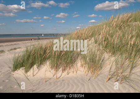 East Head, West Wittering, West Sussex, UK. Marram grass (Ammophila arenaria) on sand dunes. September. Chichester Harbour. Stock Photo