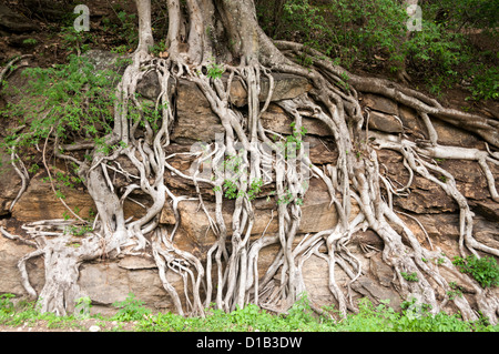 Tree Growing Through Rock Stock Photo - Alamy