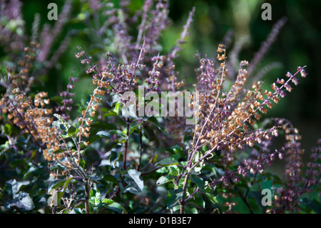 Holy Basil or tulsi medicinal  plant Stock Photo