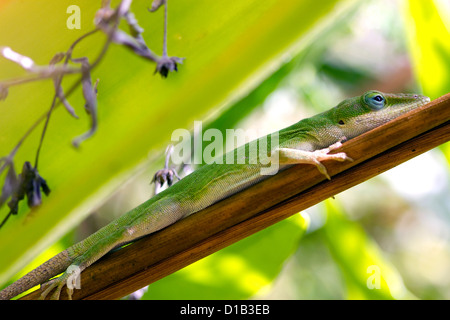 A green anole is an arboreal lizard located on the island of Kauai, Hawaii, USA. Stock Photo