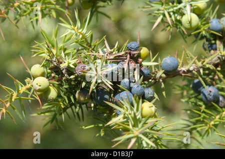 Common Juniper (Juniperus communis) Noar Hill, Selborne Hants September Stock Photo