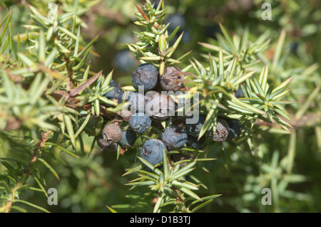 Common Juniper (Juniperus communis) Noar Hill, Selborne Hants September Stock Photo