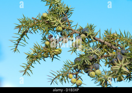 Common Juniper (Juniperus communis) Noar Hill, Selborne Hants September Stock Photo