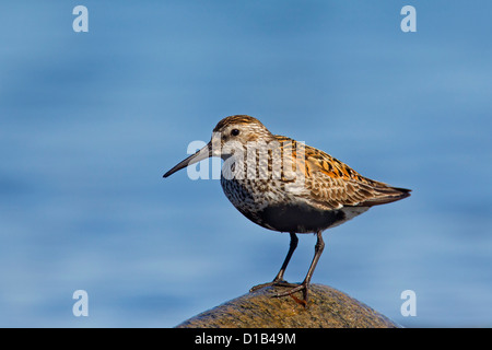 Dunlin (Calidris alpina) in breeding plumage on rock along the coast Stock Photo