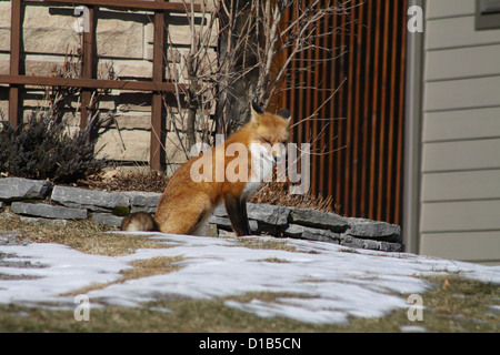 Wild, Red Fox sitting on a partially snow covered grass yard of a house in the suburbs of a small city. Stock Photo