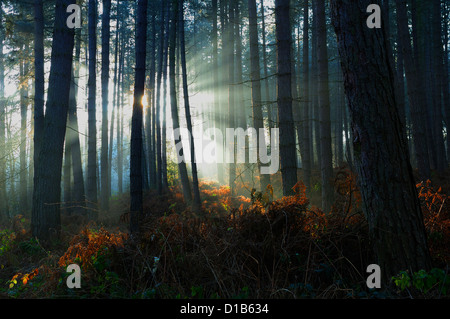 Sherwood Forest,Nottinghamshire.Winter Sunlight breaks through Pines. Stock Photo