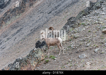 Rocky Mountain Bighorn Sheep male and female pair on scree slope looking at hikers in valley below Stock Photo