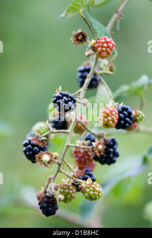 Berlin, Germany, ripe and unripe blackberries on the bush Stock Photo