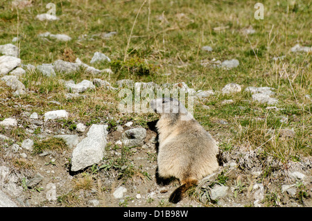 A Marmot in a meadow in the Swiss alps Stock Photo