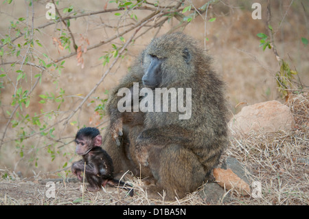 Olive baboon sitting on ground with baby Stock Photo