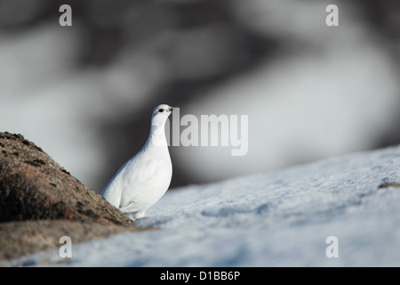 Rock ptarmigan (Lagopus mutus) female on snow covered hillside Stock Photo