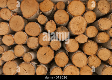 Birch wood logs stacked up ready for a fireplace. Stock Photo