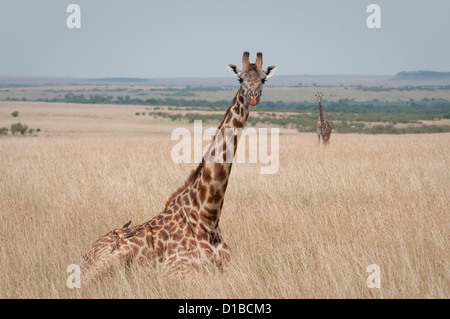 Masai giraffe lying in grasses-Oxpecker on rear Stock Photo