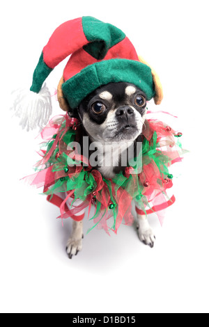 Cute chihuahua dressed as Christmas elf with hat and bows. Isolated on white background Stock Photo