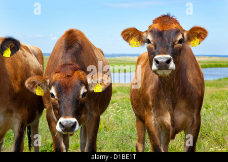 By Helnaes, Denmark, cows on the peninsula Helnaes Stock Photo