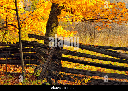 Cedar split-rail fence and autumn maple tree, Ontario, Canada Stock Photo