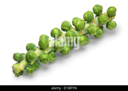 Sprouts - John Gollop Stock Photo