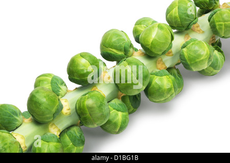 Sprouts - John Gollop Stock Photo