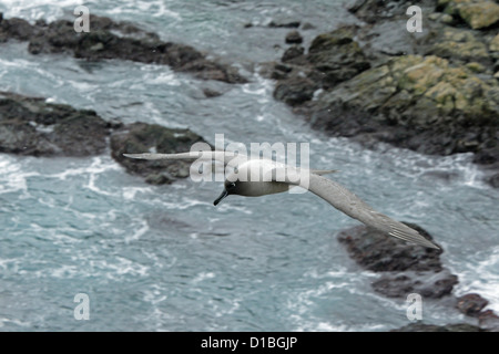 Adult Light mantled sooty Albatross in flight over the sea Stock Photo