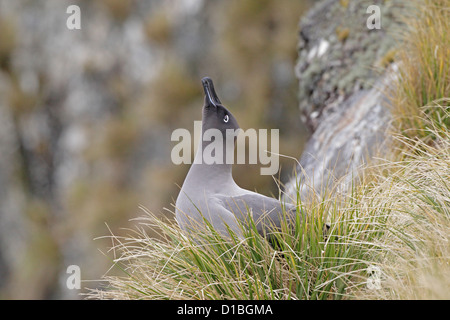 Adult Light-mantled sooty Albatross calling from its nest site Stock Photo