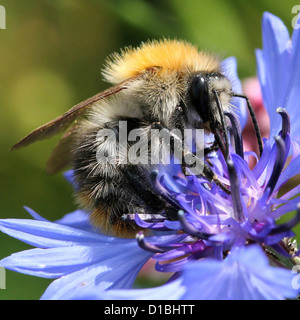 Detailed macro image of a Common Carder-bee (Bombus pascuorum), a large bumble-bee variety, seen here feeding on a cornflower Stock Photo