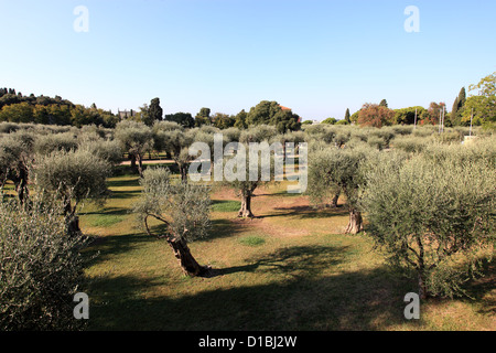 The natural park of Cimiez in Nice city with the centenary olive tree garden Stock Photo