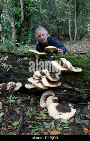 A mushroom enthusiast admires bracket fungi on a fallen tree trunk in woods near Falmer, East Sussex. Stock Photo