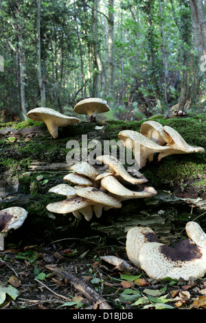 Later afternoon sun catches mushrooms on a fallen tree trunk in woods near Falmer, East Sussex. Stock Photo