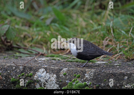 Black-bellied Dipper (Cinclus cinclus cinclus) Stock Photo