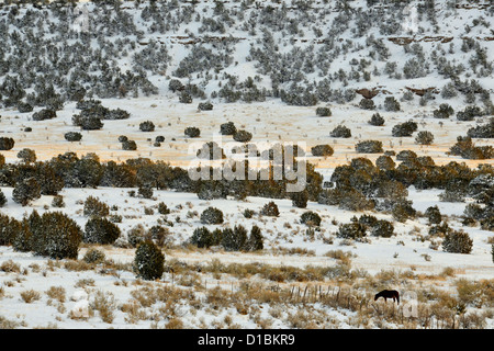 A dusting of snow in the Cibola National Forest, with grazing horse, near Mountainair, New Mexico, USA Stock Photo