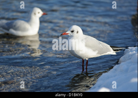 two black headed gulls - Larus ridibundus - in a river with snow Stock Photo