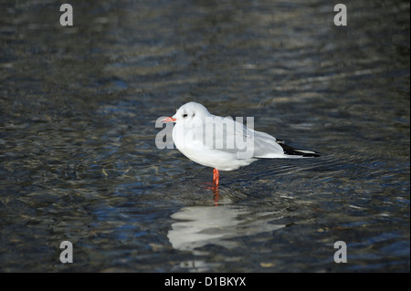 black-headed gull - Larus ridibundus - standing in the water Stock Photo
