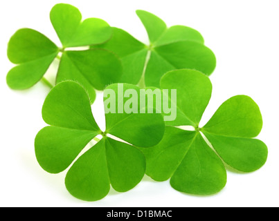 Decorative clover leaves over white background Stock Photo