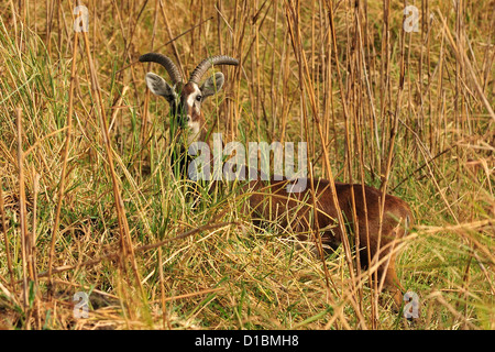 White-eared Kob Kobus kob leucotis, Bovidae, Gambela National Park