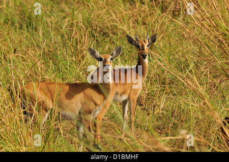 White-eared Kob Kobus kob leucotis, Bovidae, Gambela National Park