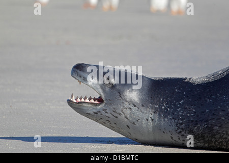 Leopard Seal on the beach at the neck Saunders Island Stock Photo