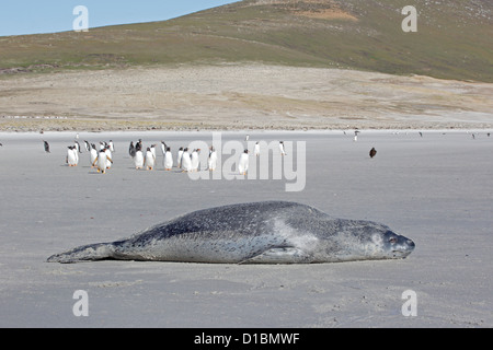 Leopard seal on the beach at the neck Saunders Island watched by Gentoo Penguins Stock Photo